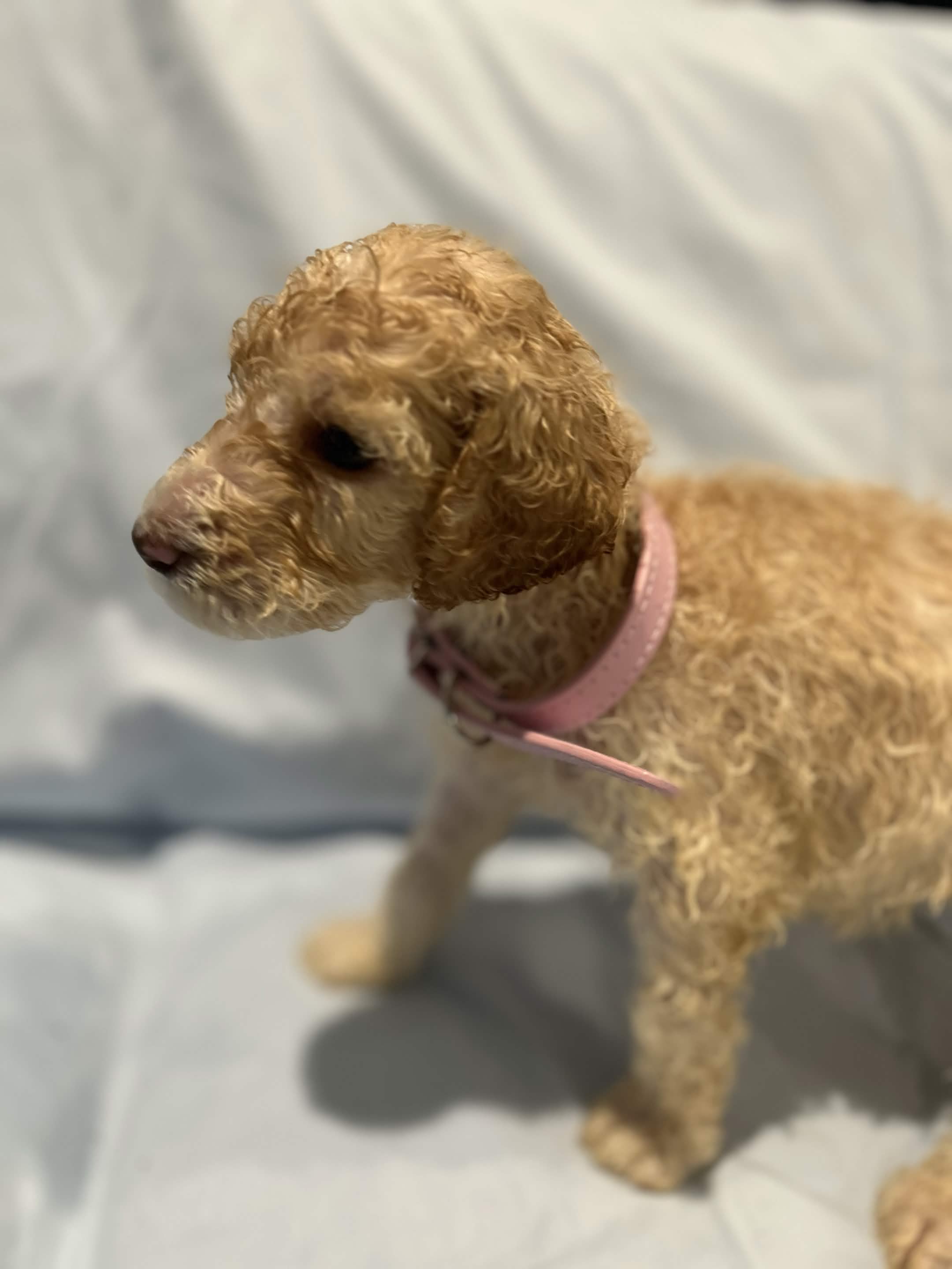 Puppy 1