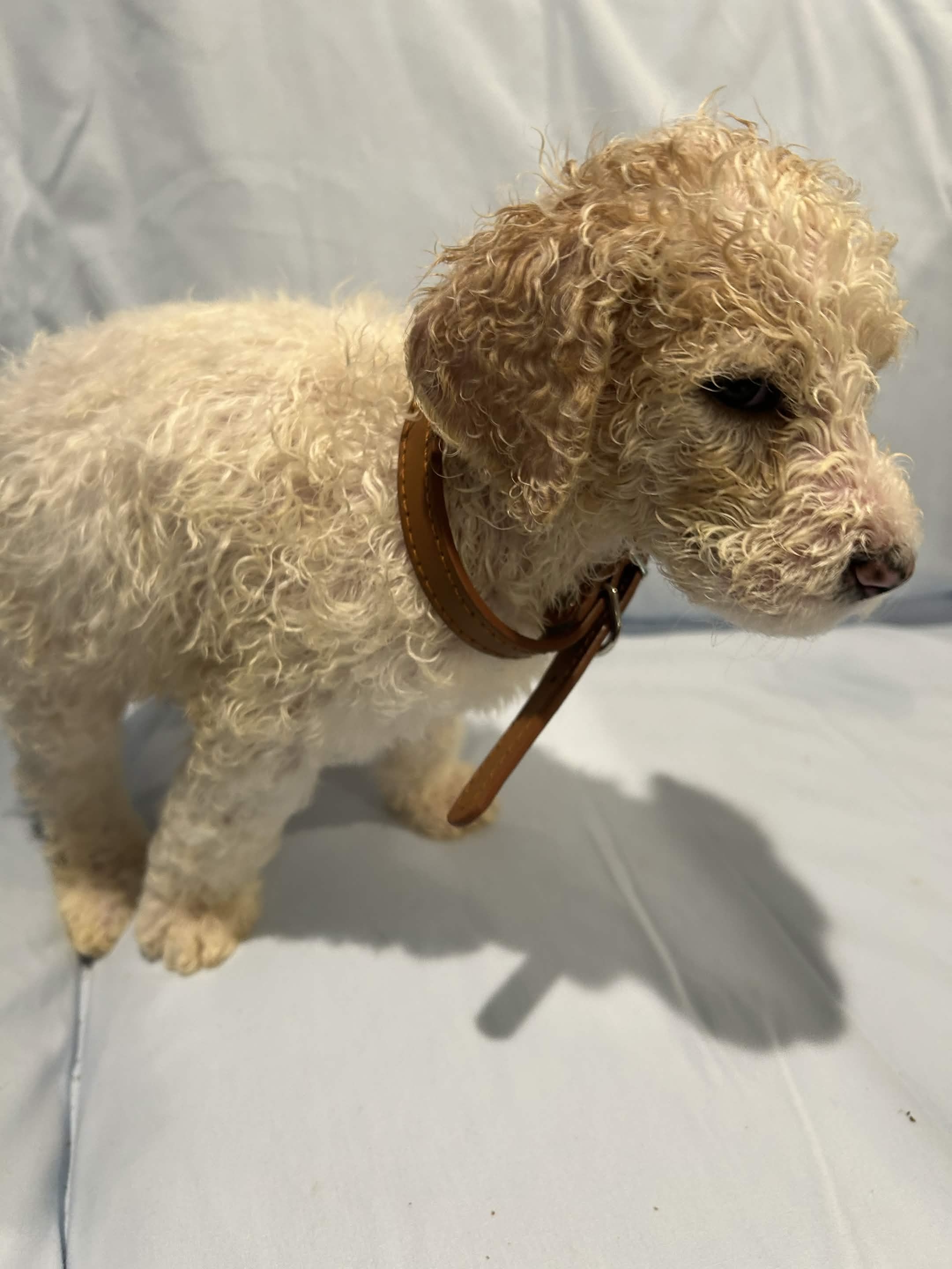Puppy 7