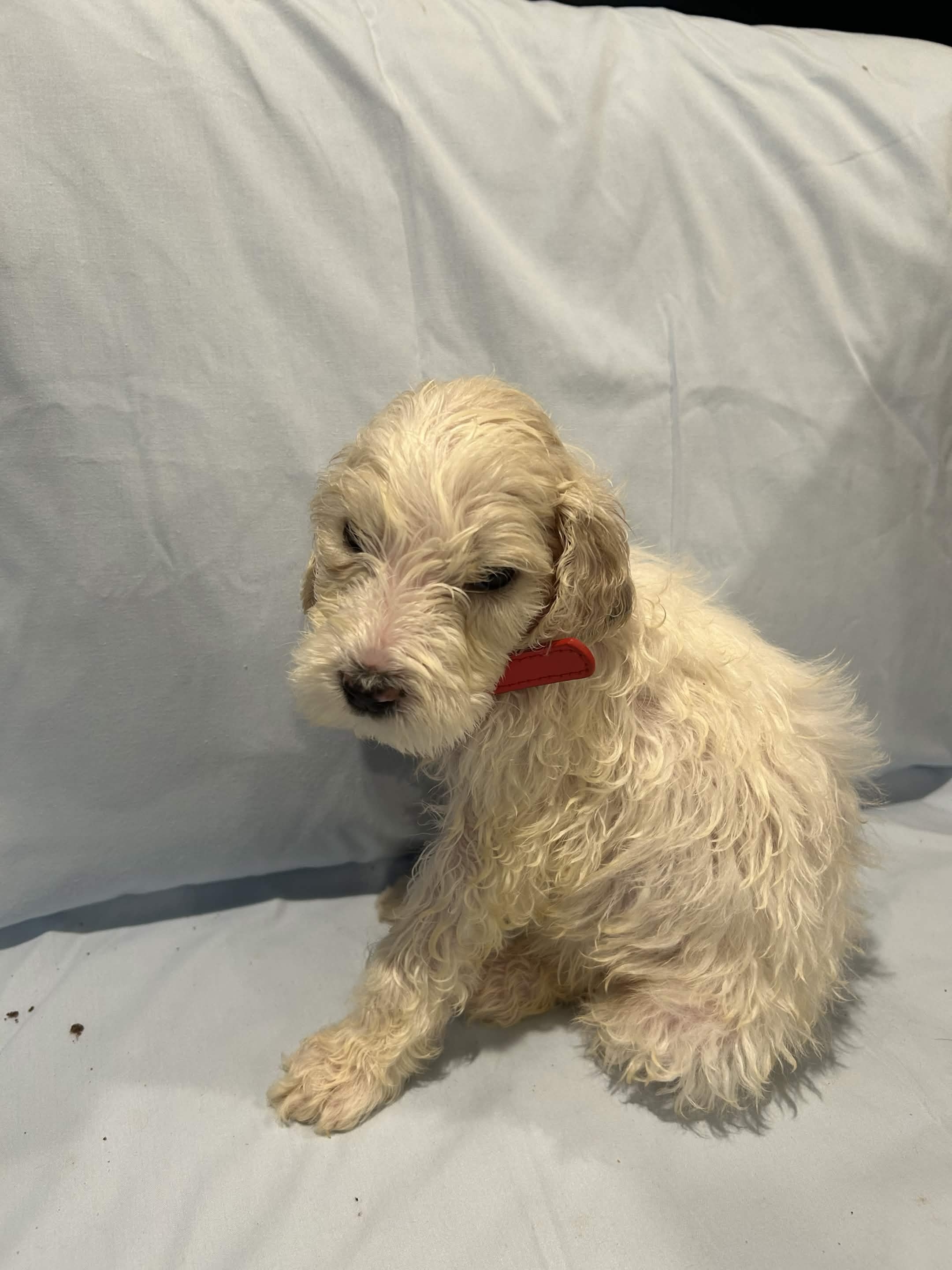 Puppy 8